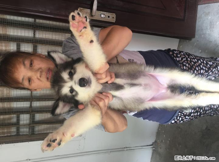 纯种阿拉斯加巨型犬幼崽出售 - 宠物交易 - 宠物信息 - 桂林分类信息 - 桂林28生活网 www.28life.com