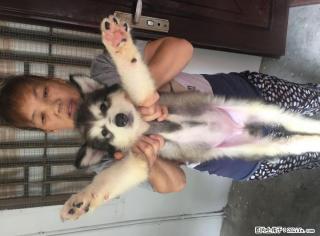 纯种阿拉斯加巨型犬幼崽出售 - 桂林28生活网 www.28life.com