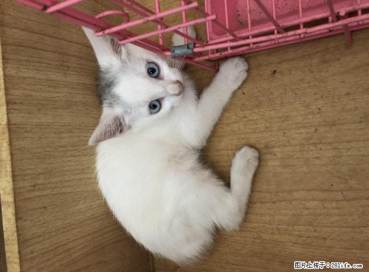 自家养的2个月小猫咪寻找善良小主(秒杀价180元一只) - 宠物交易 - 宠物信息 - 桂林分类信息 - 桂林28生活网 www.28life.com