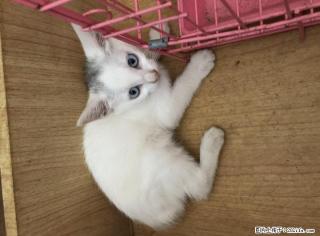 自家养的2个月小猫咪寻找善良小主(秒杀价180元一只) - 桂林28生活网 www.28life.com