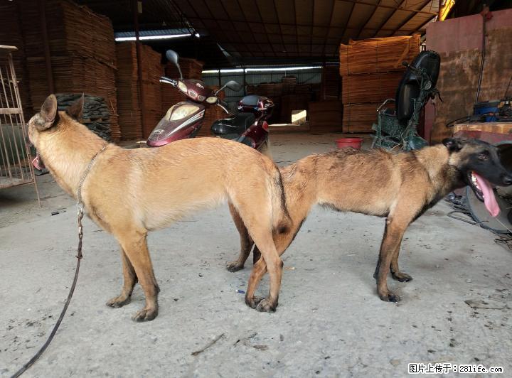 血统马犬母已确定带胎喜欢的朋血统小马接受预定,月底即将出生!朋友可以下定了 - 宠物交易 - 宠物信息 - 桂林分类信息 - 桂林28生活网 www.28life.com