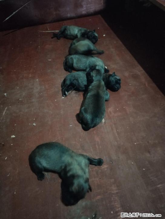 双血统小马犬,公母都有喜欢的请私聊 - 宠物交易 - 宠物信息 - 桂林分类信息 - 桂林28生活网 www.28life.com