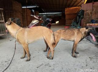 血统马犬母已确定带胎喜欢的朋血统小马接受预定,月底即将出生!朋友可以下定了 - 桂林28生活网 www.28life.com