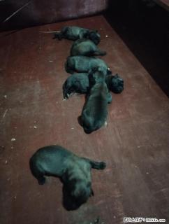 双血统小马犬,公母都有喜欢的请私聊 - 桂林28生活网 www.28life.com