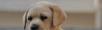 赛级拉布拉多幼犬哪出售 纯种拉布拉多价格 - 宠物交易 - 宠物信息 - 桂林分类信息 - 桂林28生活网 www.28life.com