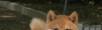 日系柴犬幼犬多少钱 纯种柴犬幼犬哪里有卖的 - 桂林28生活网 www.28life.com
