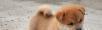纯种柴犬幼犬多少钱 赛级柴犬价格 京博犬舍 - 桂林28生活网 www.28life.com