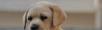 赛级拉布拉多幼犬哪出售 纯种拉布拉多价格 - 桂林28生活网 www.28life.com
