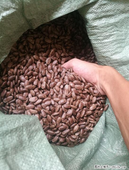 全手洗成色好的吊瓜籽 - 礼品刀具 - 特色礼品 - 桂林分类信息 - 桂林28生活网 www.28life.com