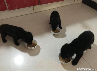 桂林本地自家繁殖,纯黑东德牧羊犬小狗出售,公母都有 - 桂林28生活网 www.28life.com
