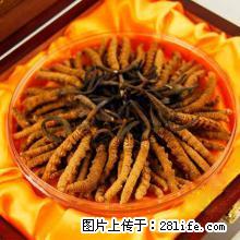 桂林回收冬虫夏草地址13611114534桂林回收海参鹿茸 - 礼品刀具 - 特色礼品 - 桂林分类信息 - 桂林28生活网 www.28life.com