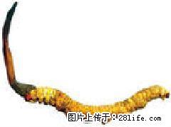 桂林回收冬虫夏草13611114534桂林哪里回收虫草 - 礼品刀具 - 特色礼品 - 桂林分类信息 - 桂林28生活网 www.28life.com