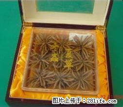 《桂林回收冬虫夏草》13611114534(回收断草)礼品 - 其他广告 - 广告专区 - 桂林分类信息 - 桂林28生活网 www.28life.com