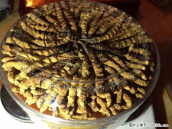 北京朝阳区回收冬虫夏草 回收海参 阿胶多少钱一斤 - 其他广告 - 广告专区 - 桂林分类信息 - 桂林28生活网 www.28life.com