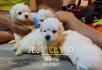 家养两个多月大比熊幼犬出售 - 桂林28生活网 www.28life.com