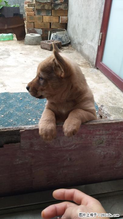 出售满月中华田园犬宝宝 - 宠物交易 - 宠物信息 - 桂林分类信息 - 桂林28生活网 www.28life.com