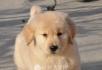 金毛犬幼崽诚信出售中 - 桂林28生活网 www.28life.com