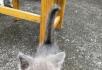 蓝猫猫娘 蓝猫幼猫出售 - 桂林28生活网 www.28life.com