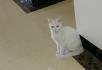 可爱的小白猫猫求收养啦～ - 桂林28生活网 www.28life.com