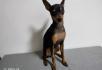 自家养小鹿犬，一岁左右 - 桂林28生活网 www.28life.com