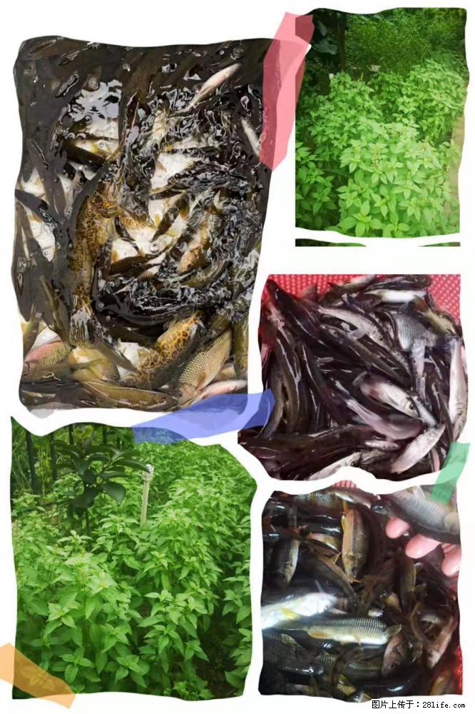 桂林市灵川县八里四路【全州醋血鸭】欧洲小镇店 - 美食天地 - 桂林生活社区 - 桂林28生活网 www.28life.com