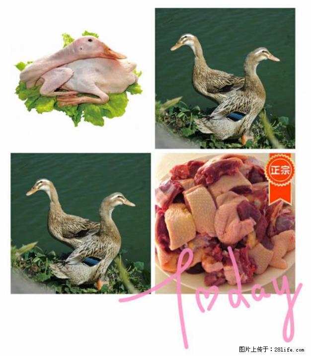 桂林市灵川县八里四路【全州醋血鸭】欧洲小镇店 - 美食天地 - 桂林生活社区 - 桂林28生活网 www.28life.com