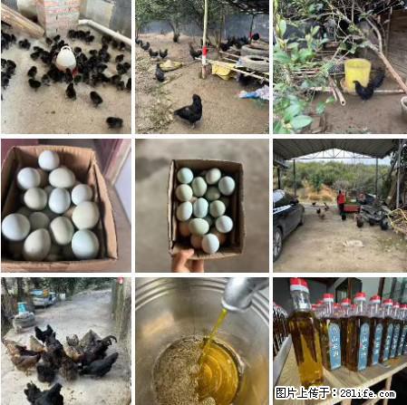 油茶园从小鸡仔开始养起的纯土鸡、土鸡蛋可以预定啦！还有前几天刚榨的纯山茶油哦 - 美食天地 - 桂林生活社区 - 桂林28生活网 www.28life.com