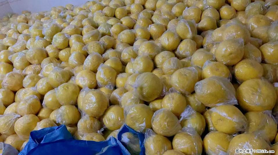 现在开始定『沙田柚』了,数量有限,需要的朋友提前定波,我老家种的『正宗阳朔兴坪』『70年老树柚』 - 土特产 - 饮食特产 - 桂林分类信息 - 桂林28生活网 www.28life.com