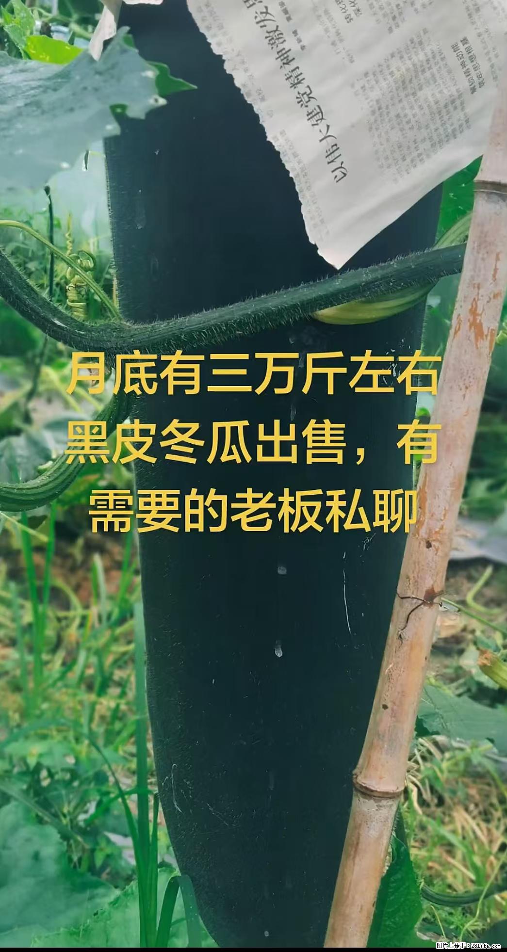 麻哥草莓采摘园，月底有三万斤左右【黑皮冬瓜】出售，有需要的老板欢迎联系！ - 其他广告 - 广告专区 - 桂林分类信息 - 桂林28生活网 www.28life.com