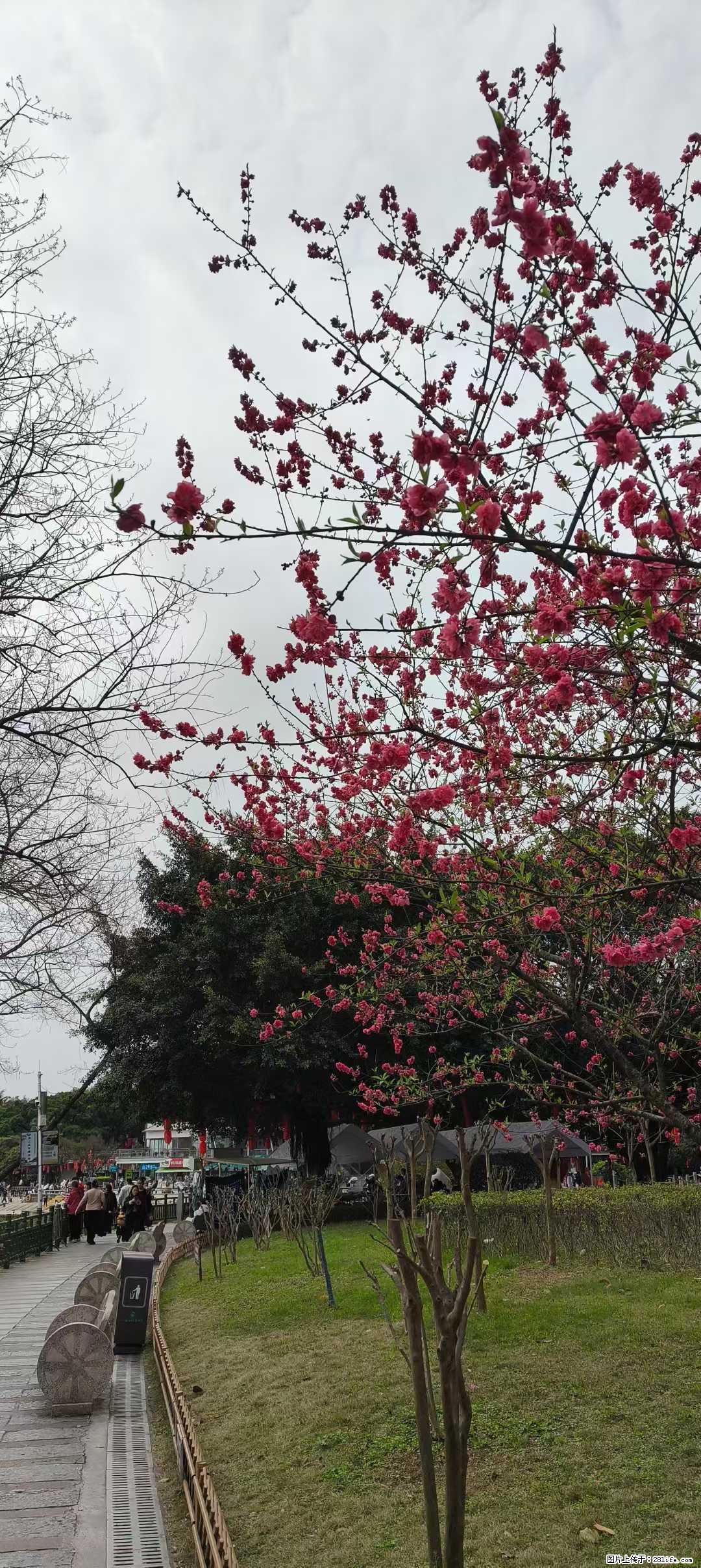 春天真的来了，让我们保持着一份对生活的热爱，对未来的期许，白天抬头微笑，夜晚从容入眠，随缘而行 - 新手上路 - 桂林生活社区 - 桂林28生活网 www.28life.com