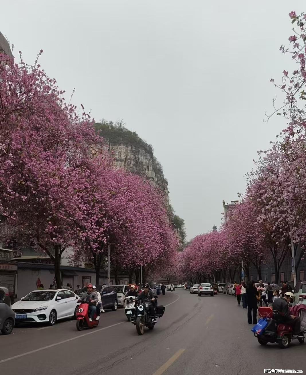 以花为信，赴春日之约，享人间温柔，早安，新的一周开启了 - 灌水专区 - 桂林生活社区 - 桂林28生活网 www.28life.com