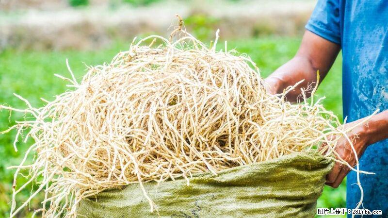 堪称“最难吃”的蔬菜，却是 “抗辐射神器”，还能护肺、清热、止咳化痰！ - 桂林生活资讯 - 桂林28生活网 www.28life.com