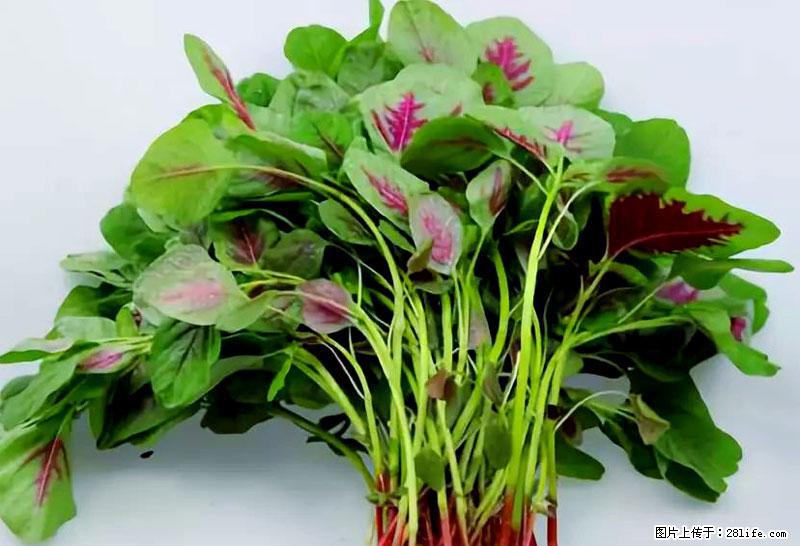 这些蔬菜是“天然钙片”,这6种被医生重点推荐 - 桂林生活资讯 - 桂林28生活网 www.28life.com