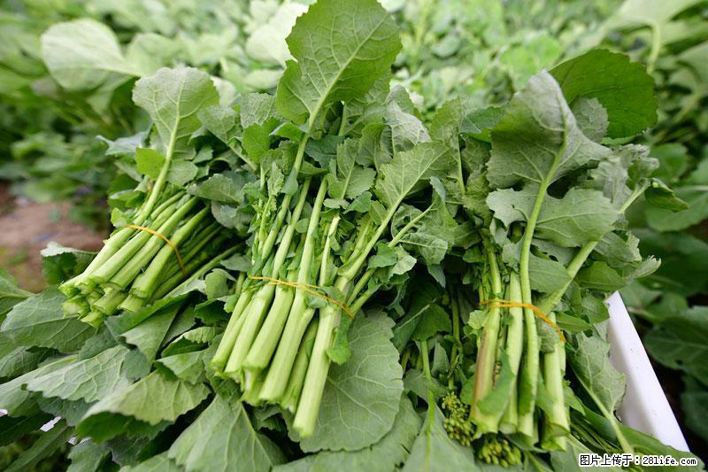 这些蔬菜是“天然钙片”,这6种被医生重点推荐 - 桂林生活资讯 - 桂林28生活网 www.28life.com