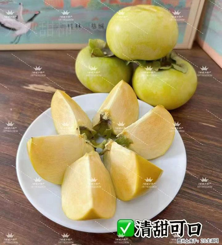平乐桥亭【红心猕猴桃】、【大秋甜柿】上市啦,欢迎各位新老客户下单(另有少量小果出售) - 桂林生活资讯 - 桂林28生活网 www.28life.com